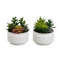 Műnövény szett 2 db-os (magasság 19 cm) Cactus – Casa Selección