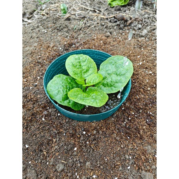 Öntöző karika – Garden Pleasure-image-1