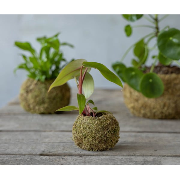 Virágcserép ø 9 cm Kokedama – Esschert Design-image-2
