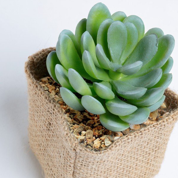 Pachyphytum mű pozsgás növény - Kave Home-image-1