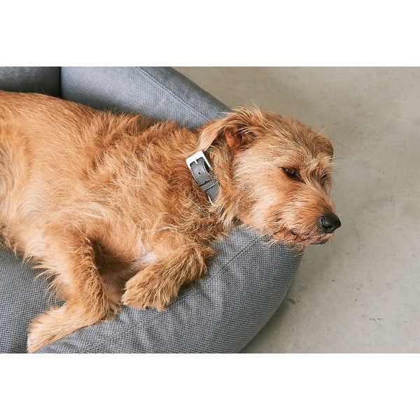 Barna fekhely kutyáknak 55x70 cm Mare Kelp S – MiaCara-image-3