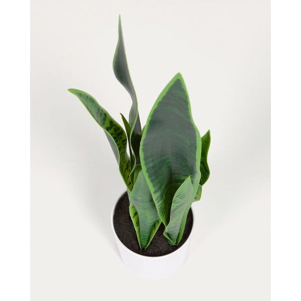 Műnövény (magasság 55 cm) Sansevieria – Kave Home-image-2