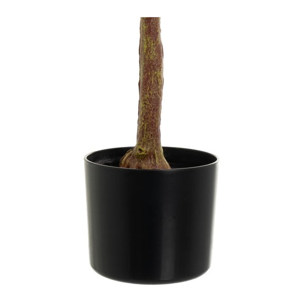 Művirág Eucalyptus – Casa Selección-image-3