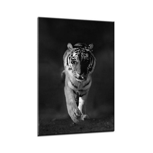 Glasspik Animals Tiger fali kép, 70 x 100 cm - Styler