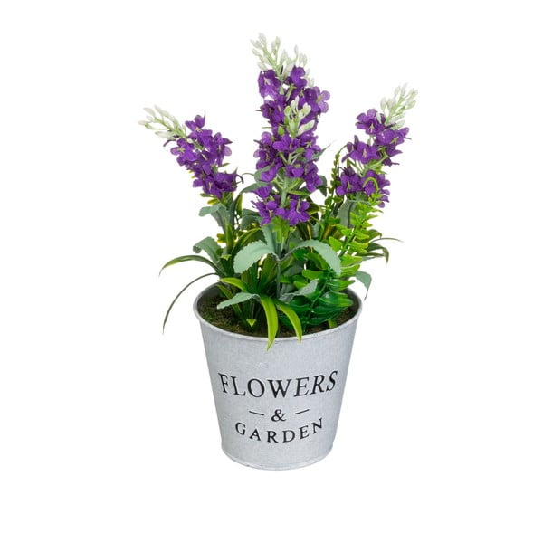 Levendula műnövény (magasság 30 cm) Lavender – Casa Selección