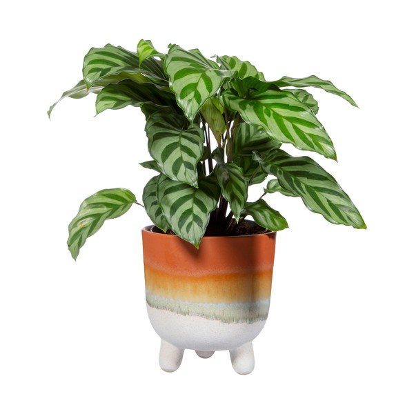 Bohemian Home Mojave terrakotta színű kaspó, ø 11,7 cm - Sass & Belle-image-2