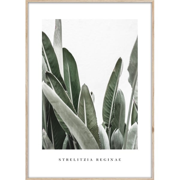 Keretezett poszter 50x70 cm Strelitzia – Styler