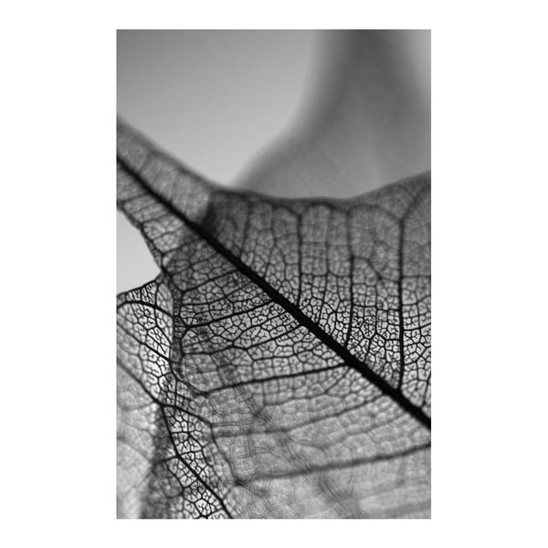 Black&White Microscope kép, 45 x 70 cm
