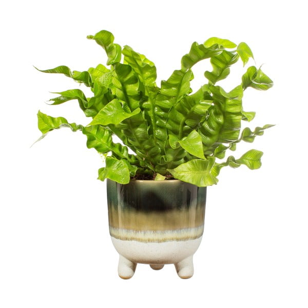 Bohemian Home Mojave zöld kaspó, ø 11,7 cm - Sass & Belle-image-2