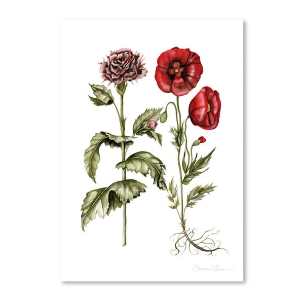 Carnation And Poppies by Shealeen Louise 30 x 42 cm-es plakát