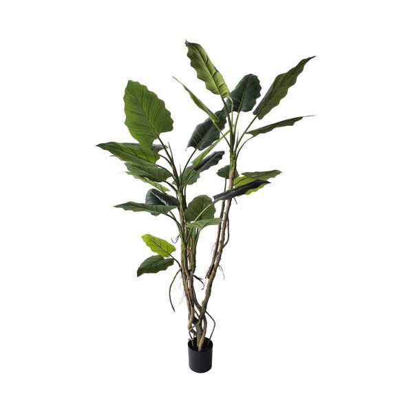 Művirág (magasság 190 cm) Alocasia – Bizzotto