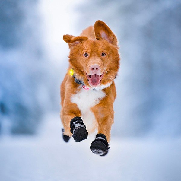 LED fény nyakörvre Yellow - Orbiloc-image-1