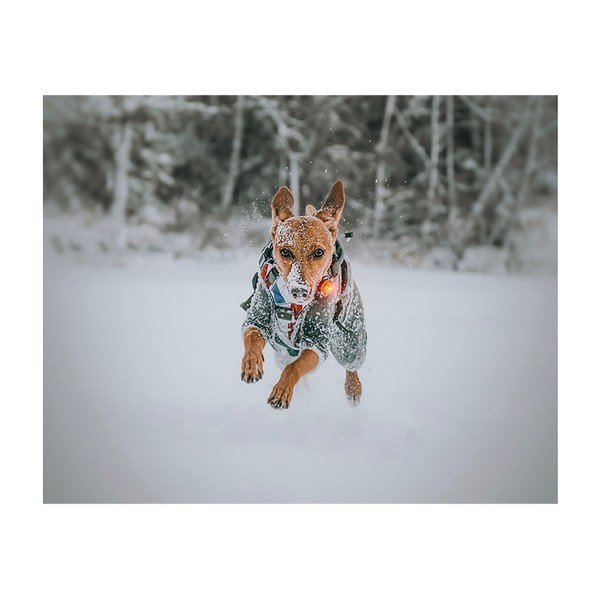 LED fény nyakörvre Yellow - Orbiloc-image-4