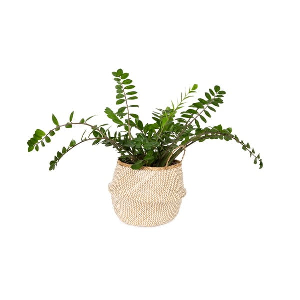 Zic Zac világos tengerifű tárolókosár, ⌀ 45 cm - Compactor-image-1