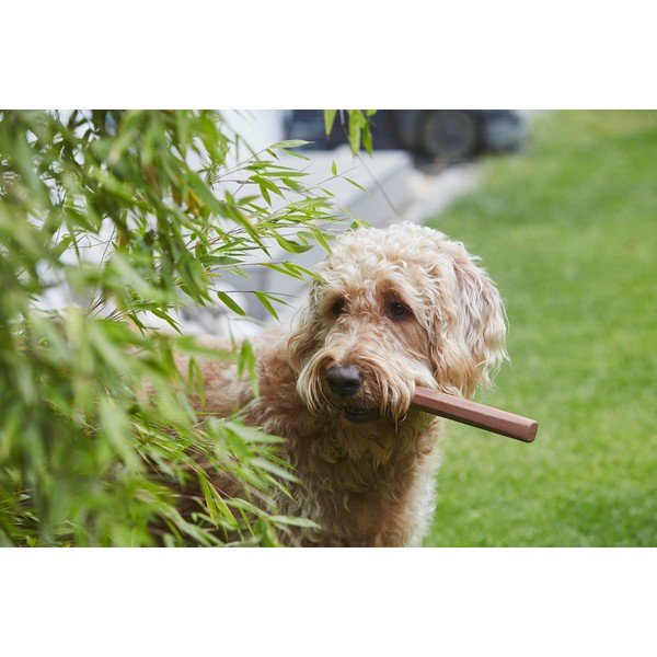 Kutyajáték Ramo Sandalwood – MiaCara-image-1