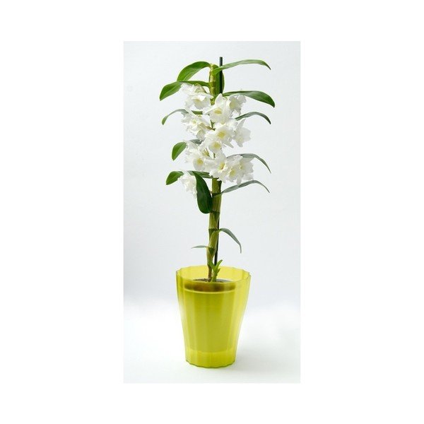 Trasluscent Ola zöld kaspó, ø 13,4 cm - Plastia-image-1