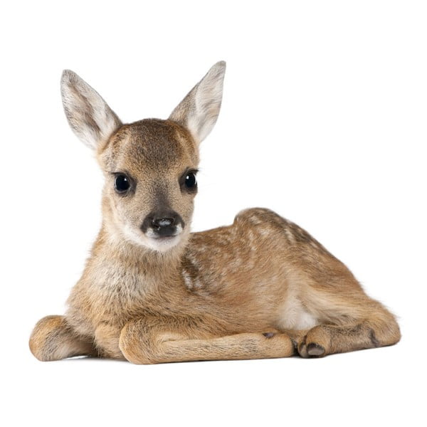 Deer Lucy falmatrica, 67 x 55 cm - Dekornik