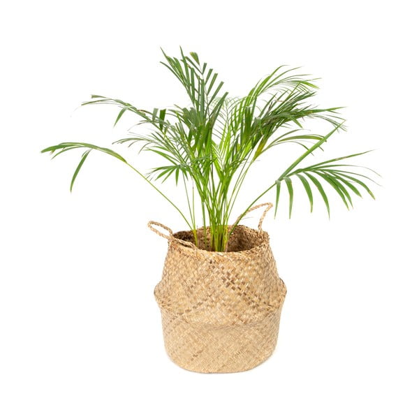 Világos tengerifű tárolókosár, ⌀ 36 cm - Compactor-image-4