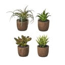 Műnövény szett 4 db-os (magasság 10 cm) Cactus – Casa Selección