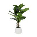 Fikusz műnövény (magasság 60 cm) Lyrata – Kave Home