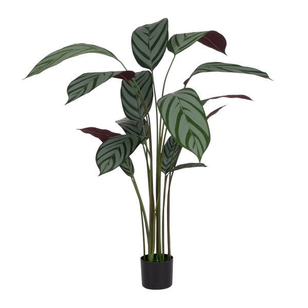 Műnövény (magasság 150 cm) Calathea – Ixia