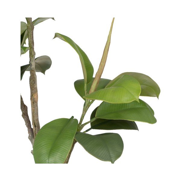 Műnövény (magasság 116 cm) Oak Tree – Ixia-image-1