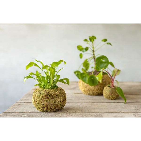 Virágcserép ø 14,5 cm Kokedama – Esschert Design-image-2