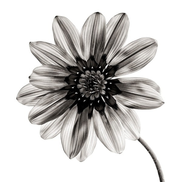 Flower fekete-fehér üvegezett kép, 30 x 30 cm - Insigne