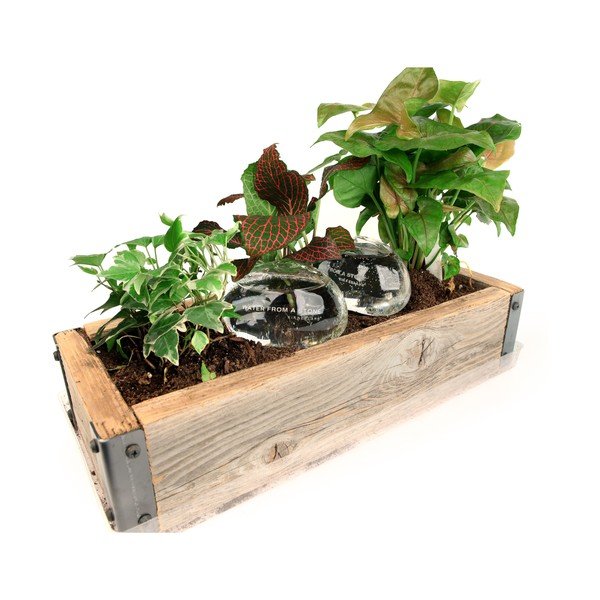 Water From a Stone öntöző, 207 ml - Kikkerland-image-2