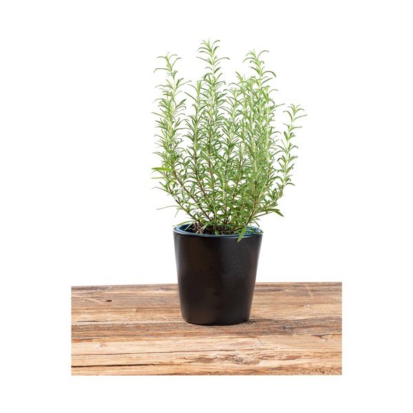 Black Outdoor Kitchen Kuro fekete virágcserép, ø 13 cm - Wenko-image-4