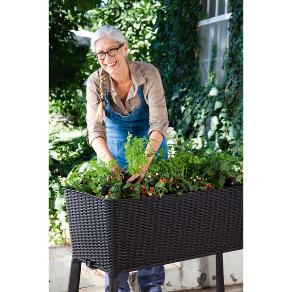 Láda Easy Grow – Keter-image-3