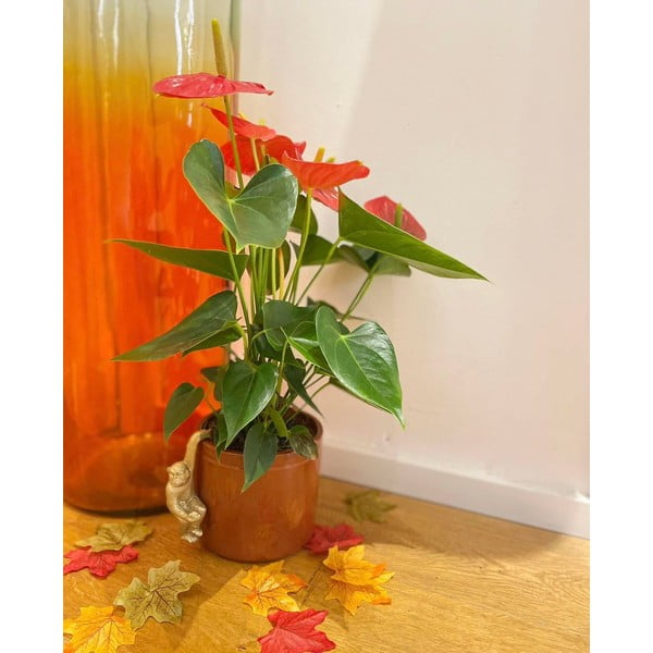 Poligyanta kisméretű dekoráció Monkey – Sass & Belle-image-3