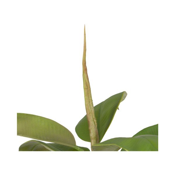 Műnövény (magasság 116 cm) Oak Tree – Ixia-image-3