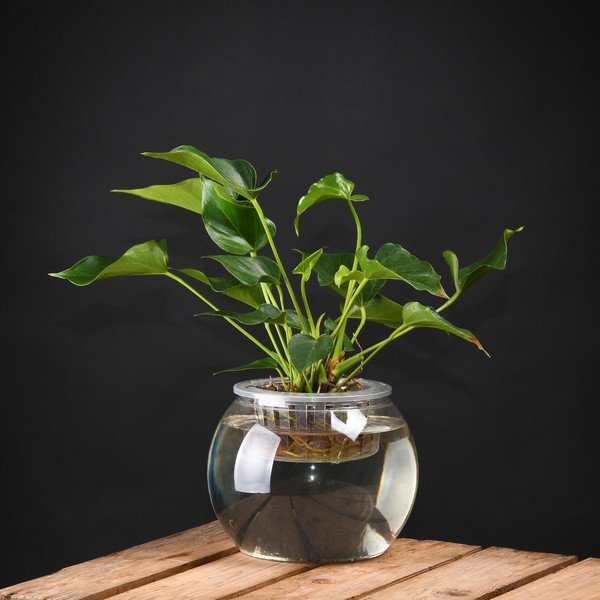 Növénytermesztő, magasság 17,6 cm - Esschert Design-image-1