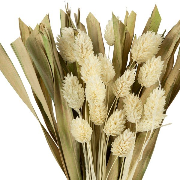 Művirág Phalaris – Sema-image-1