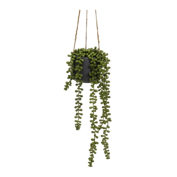 Műnövény (magasság 37 cm) Senecio – Casa Selección-image-2