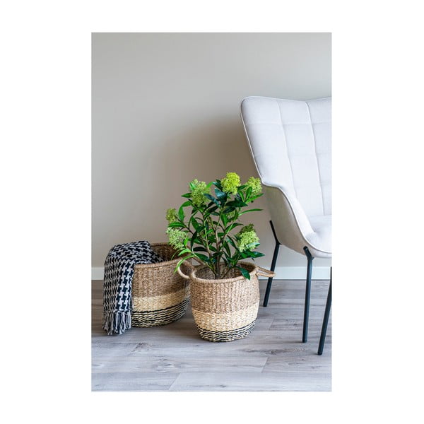 Műnövény Skimmia – House Nordic-image-2