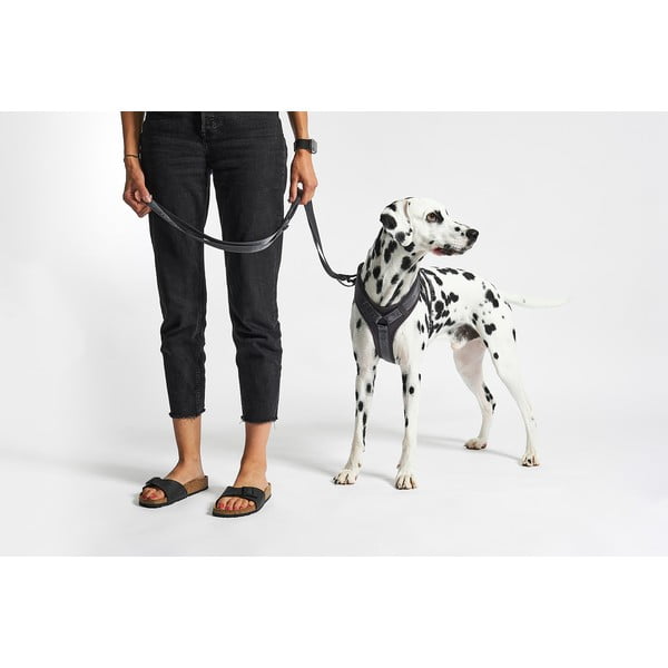 Sötétszürke hám L hosszúság 42 cm Modena Asphalt L – MiaCara-image-1