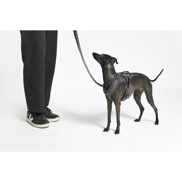 Bézs hám XS hosszúság 25 cm Modena Greige XS – MiaCara-image-2