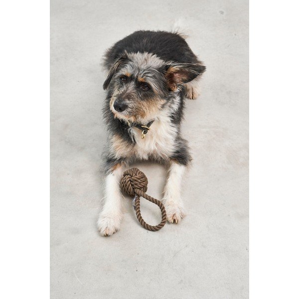 Kutyajáték Nodo Chocolate – MiaCara-image-1