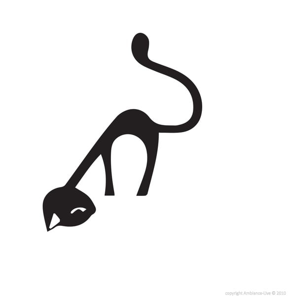 Funny Cat falmatrica - Ambiance-image-1