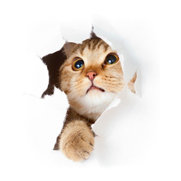 Cat in Hole falmatrica - Ambiance-image-1