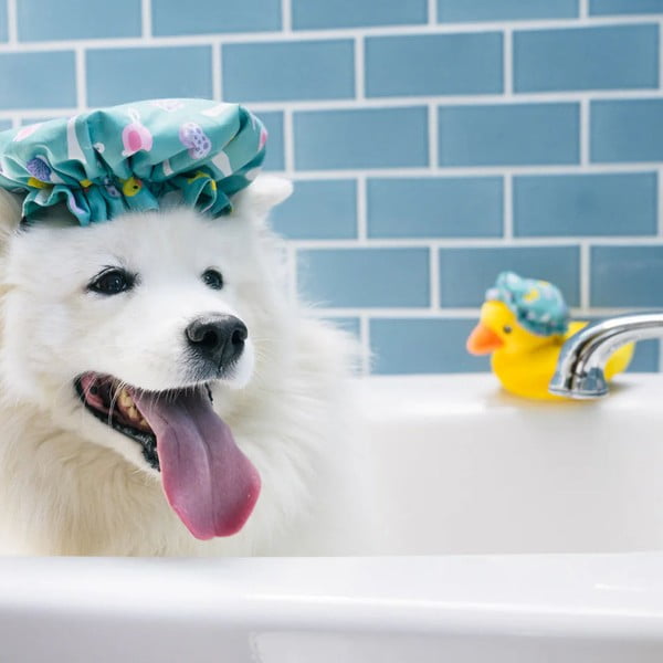 Fürdősapka kutyajáték – P.L.A.Y.-image-2