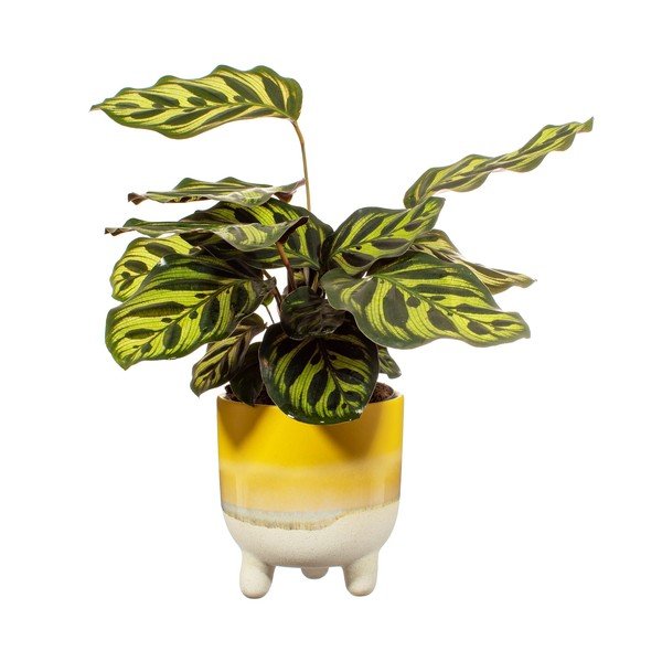 Bohemian Home Mojave sárga kaspó, ø 11,7 cm - Sass & Belle-image-2