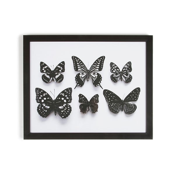 Botanical Butterfly keretezett fali kép, 50 x 40 cm - Graham & Brown
