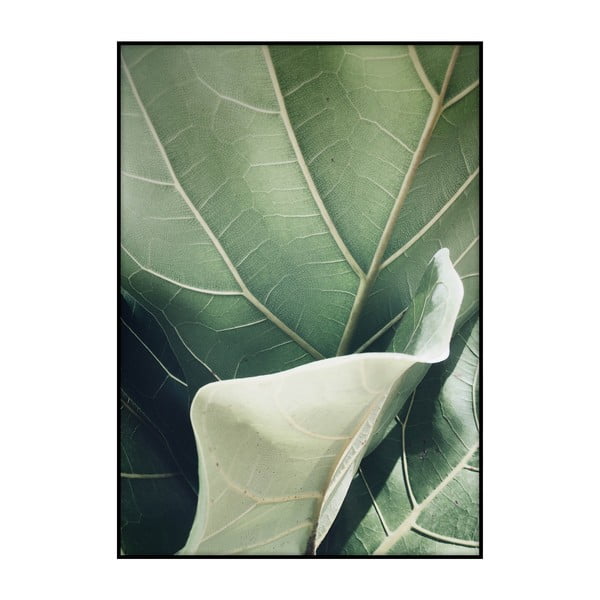 Fig Tree plakát, 40 x 30 cm - Imagioo