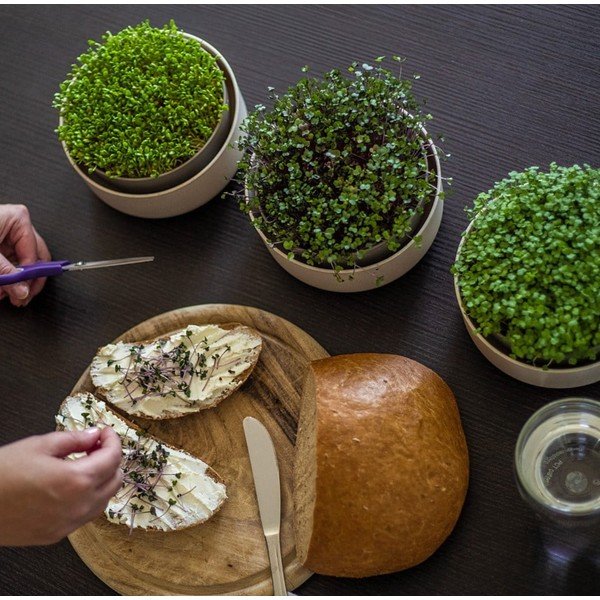 Műanyag csíráztató tálka ø 16 cm Microgreens – Plastia-image-1