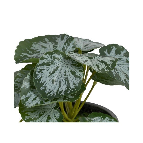 Műnövény (magasság 21,5 cm) Saxifraga – Ixia-image-1