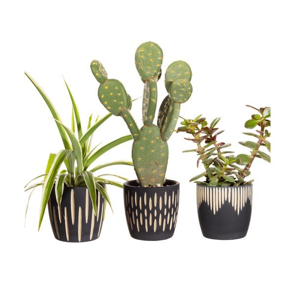 Terrakotta kaspó szett 3 db-os ø 8 cm Grafitto – Sass & Belle-image-2