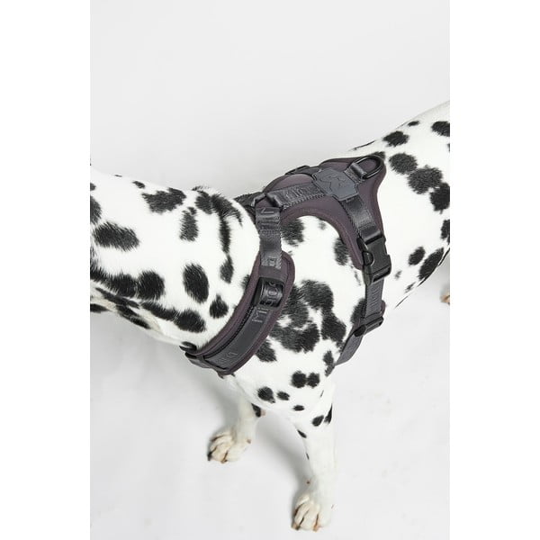 Sötétszürke hám L hosszúság 42 cm Modena Asphalt L – MiaCara-image-3